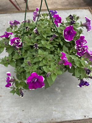 10 in. Basket Petunia Double