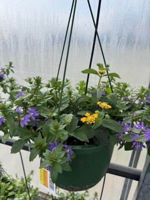 10 in. Basket Lantana Combo