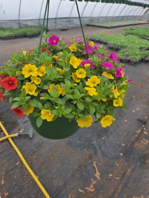 10 in. Basket Calibrachoa
