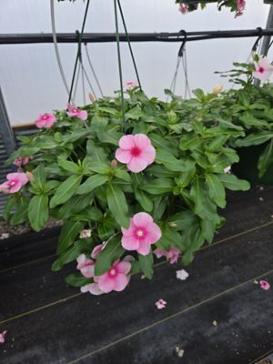 10 in. Basket V in.ca Cora Cascade