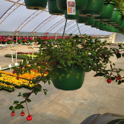 10 in. Basket Fuchsia