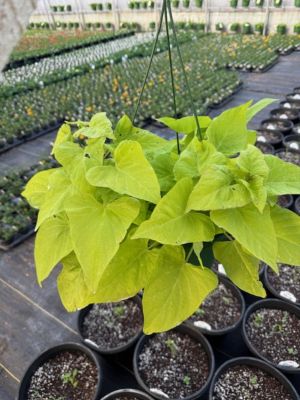 10 in. Basket Ipomoea Sweet Potato V in.e