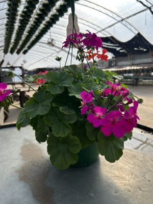 10 in. Basket Geranium