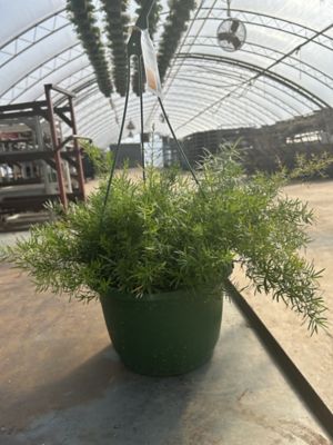 10 in. Basket Asparagus Fern