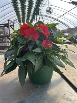 10 in. Basket Impatiens New Guinea