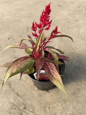 6 in. Celosia