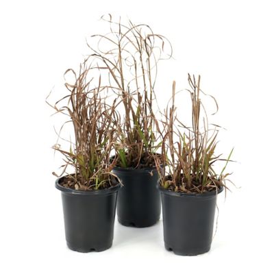 National Plant Network 4 in. Miscanthus Flame Grass Purpurascens, 3 pk.