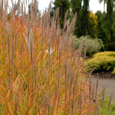 Image showing  4 in. Miscanthus Flame Grass Purpurascens, 3 pk.