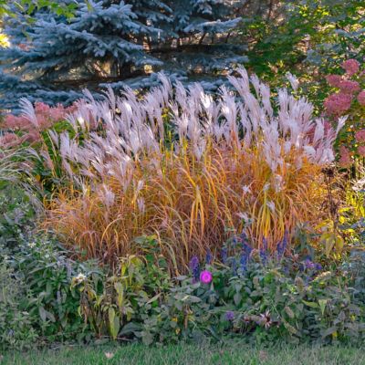 Image showing  4 in. Miscanthus Flame Grass Purpurascens, 3 pk.