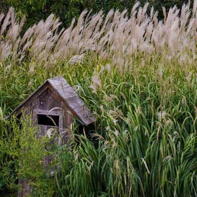 Image showing  4 in. Miscanthus Flame Grass Purpurascens, 3 pk.