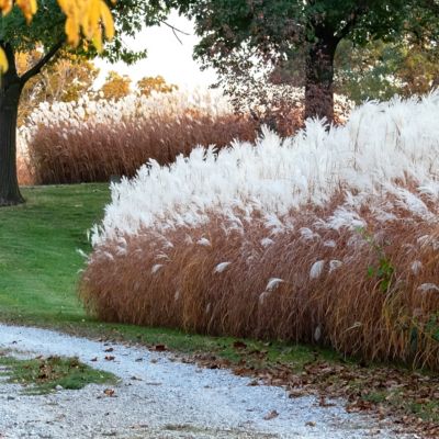 Image showing  4 in. Miscanthus Flame Grass Purpurascens, 3 pk.