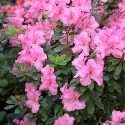 Image showing  4 in. Azalea FlorAmore Pink, 3 pk.