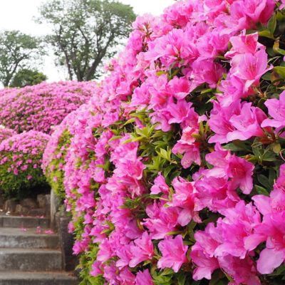 Image showing  4 in. Azalea FlorAmore Pink, 3 pk.