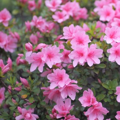 Image showing  4 in. Azalea FlorAmore Pink, 3 pk.