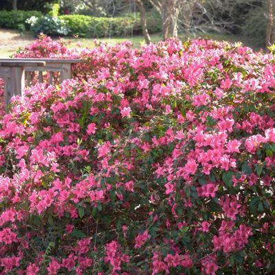 Image showing  4 in. Azalea FlorAmore Pink, 3 pk.