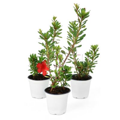 National Plant Network 4 in. Azalea FlorAmore Red, 3 pk.