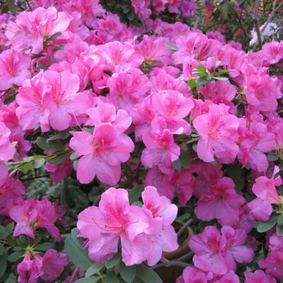 Image showing  4 in. Azalea FlorAmore Lavender, 3 pk.