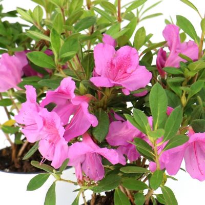Image showing  4 in. Azalea FlorAmore Lavender, 3 pk.