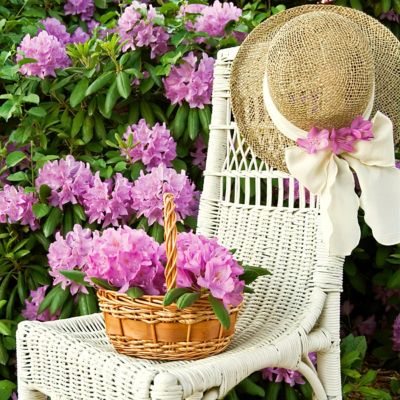 Image showing  4 in. Azalea FlorAmore Lavender, 3 pk.