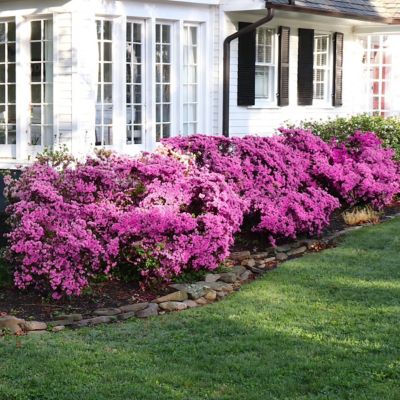 Image showing  4 in. Azalea FlorAmore Lavender, 3 pk.