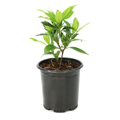 National Plant Network 1 gal. Illicium Star Flower Orion