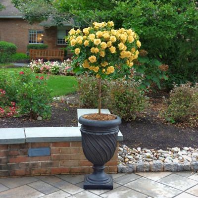 Image showing  Bare Root Julia Child Tree Rose