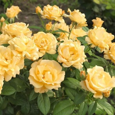 Image showing  Bare Root Julia Child Tree Rose