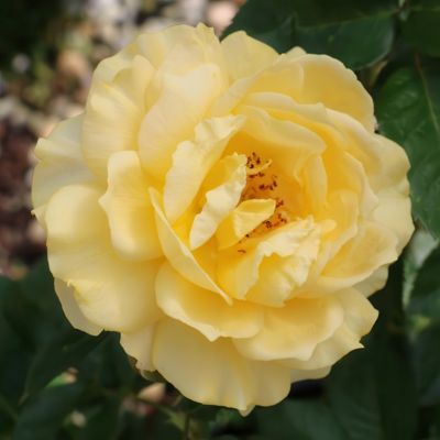 Image showing  Bare Root Julia Child Tree Rose