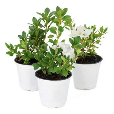 National Plant Network 4 in. Azalea FlorAmore White, 3 pk.