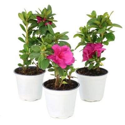 National Plant Network 4 in. Azalea FlorAmore Hot Pink, 3 pk.