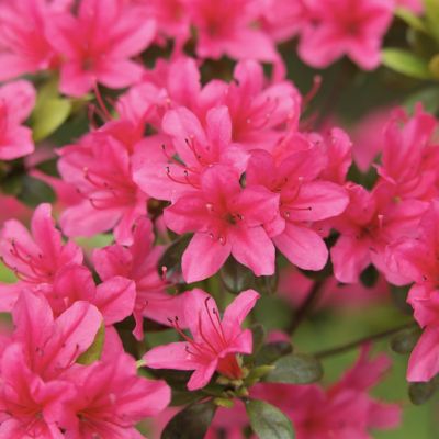 Image showing  4 in. Azalea FlorAmore Hot Pink, 3 pk.