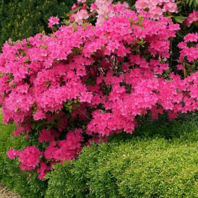 Image showing  4 in. Azalea FlorAmore Hot Pink, 3 pk.