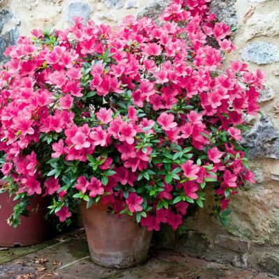 Image showing  4 in. Azalea FlorAmore Hot Pink, 3 pk.