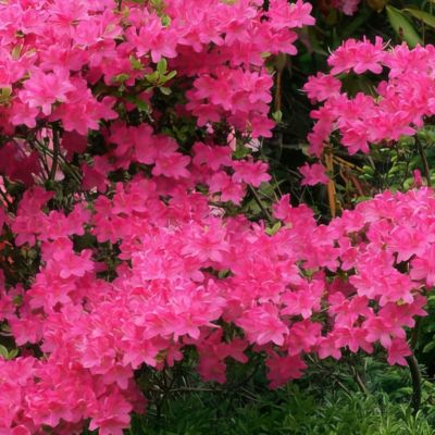 Image showing  4 in. Azalea FlorAmore Hot Pink, 3 pk.