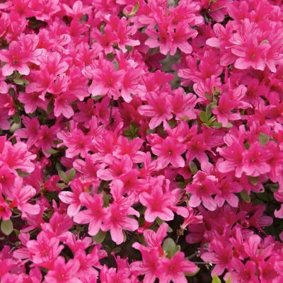 Image showing 6 th National Plant Network 4 in. Azalea FlorAmore Hot Pink, 3 pk.