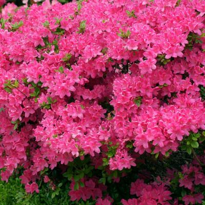 Image showing 7 th National Plant Network 4 in. Azalea FlorAmore Hot Pink, 3 pk.