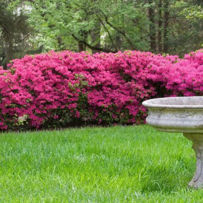 Image showing 8 th National Plant Network 4 in. Azalea FlorAmore Hot Pink, 3 pk.