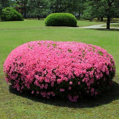 Image showing 9 th National Plant Network 4 in. Azalea FlorAmore Hot Pink, 3 pk.