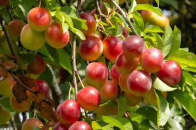 Image showing  Burbank Plum