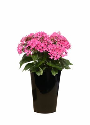 2 qt. Pentas, Pink