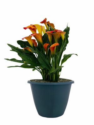 1.5 gal. Calla Lily Planter