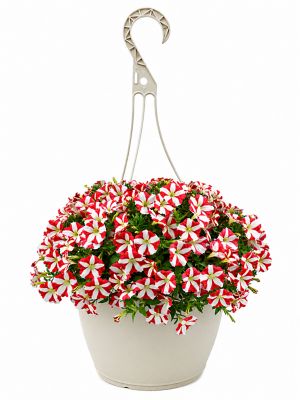 1.5 gal. Petunia Amore Red Prem Hb