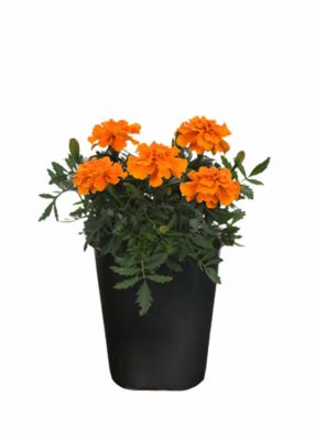 1 pt. Marigold