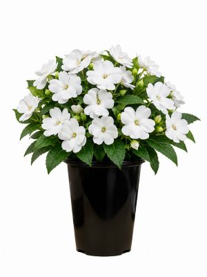 2 qt. Sunpatiens White