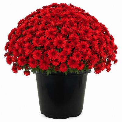 3 qt. Mum, Red