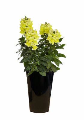 2 qt. Snapdragon, Yellow at Tractor Supply Co