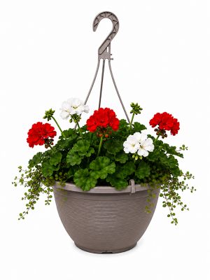 2 gal. Geranium Zonal Combo Prem Hb