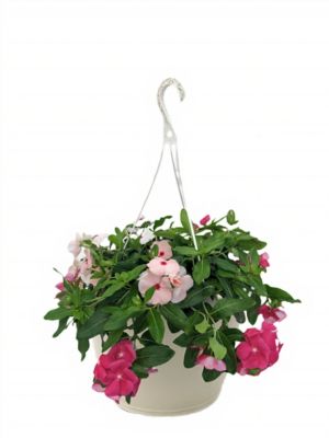 1.5 gal. Vinca Trailing Mix Prem Hb