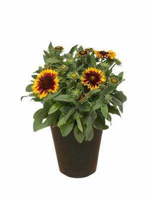 2 qt. Gaillardia