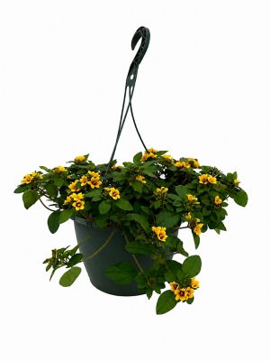 1.5 gal. Lysimachia Basic Herb